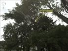 google-before-storm-pine-looking-sw2011edit.jpg