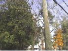 treop_110111_front-tree.jpg